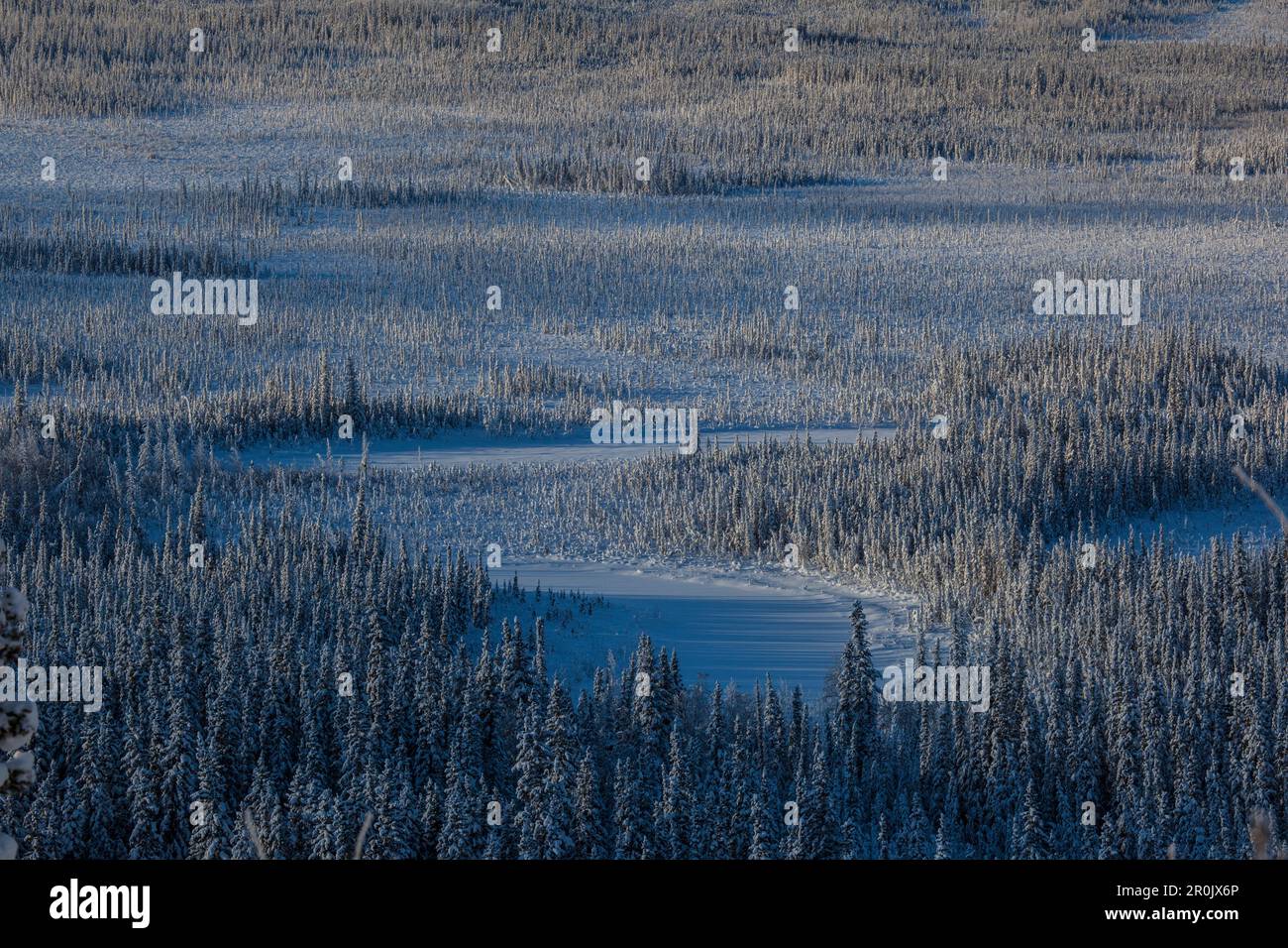 Alberi coperti di neve a Yukon River, Yukon-Koyukuk Census Area, Alaska, USA Foto Stock