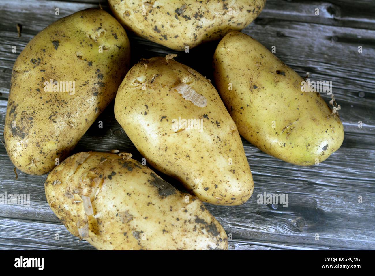 La patata, un alimento amidaceo, un tubero della pianta Solanum tuberosum ed è una radice vegetale originaria delle Americhe. Le patate sono un perenne nel nig Foto Stock