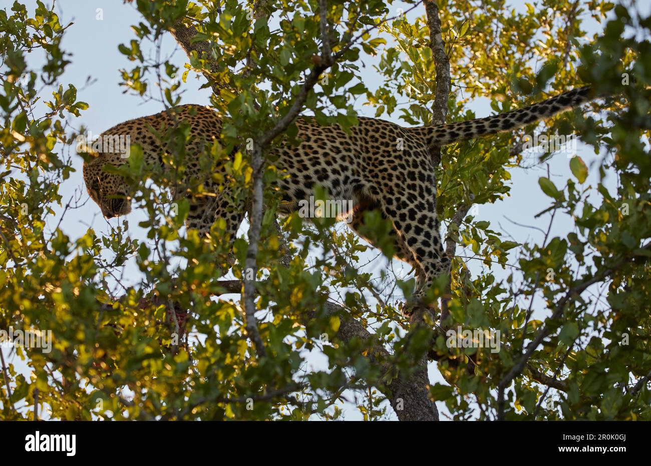 Leopardo su un albero nel Parco Nazionale di Krueger, Sudafrica, Africa Foto Stock