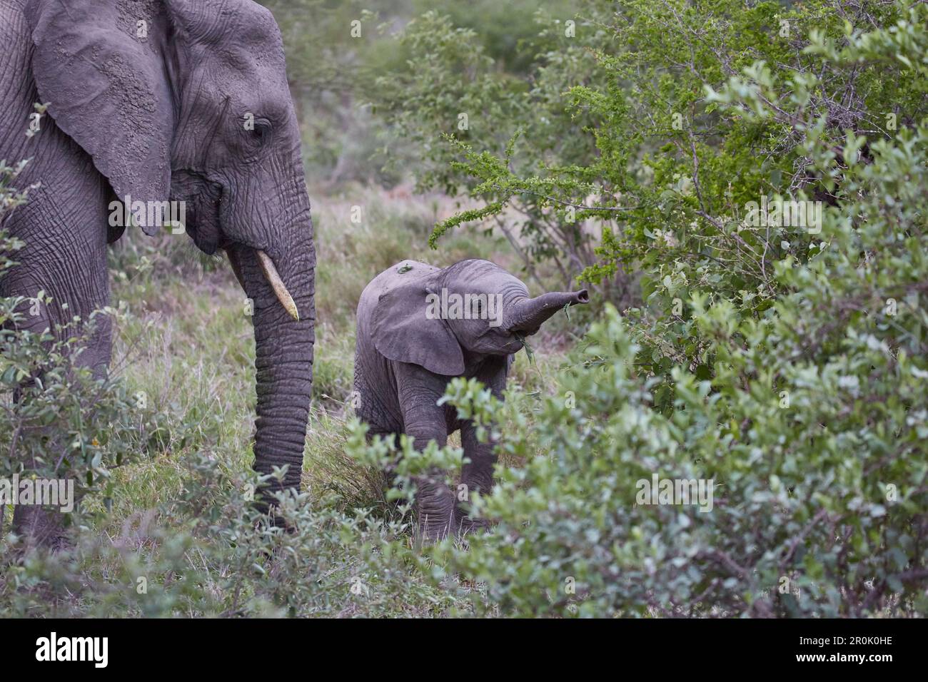 Elephant vitello nel Parco Nazionale Krueger, Sud Africa, Africa Foto Stock