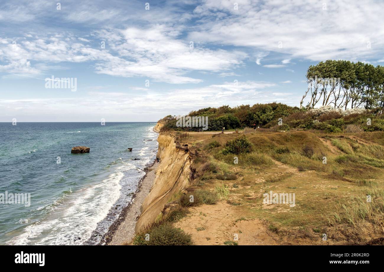 Cliff am Hohen Ufer sulla Darß. Originata dalla conquista del Mar Baltico. Sullo sfondo sono visibili gli alberi Windflüchter storto. Germania, Meck Foto Stock