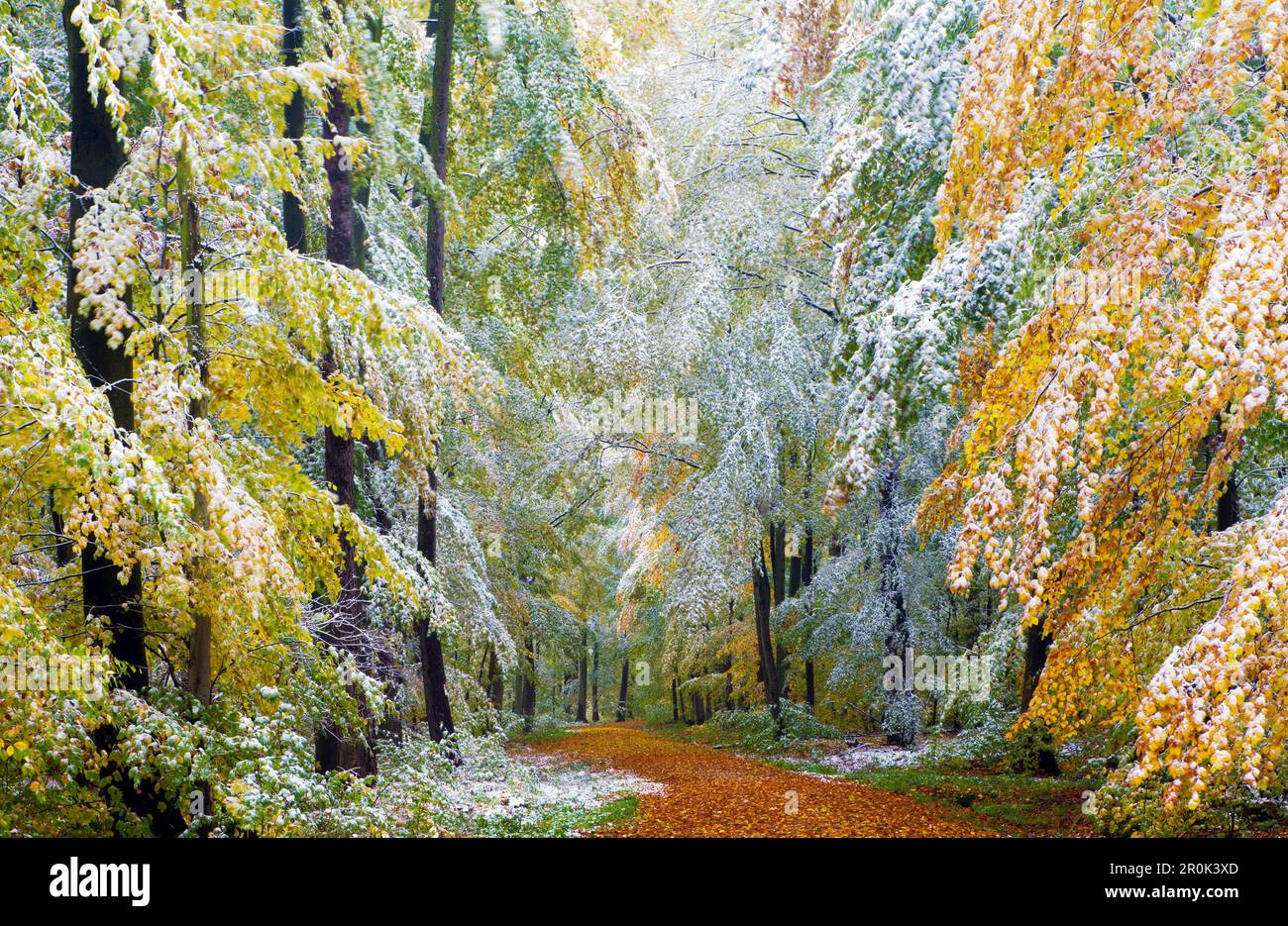 Esordio dell'inverno, Stadtwald Wuerzburg, Wuerzburg, Unterfranken, Lower Franconia, Baviera, Germania Foto Stock
