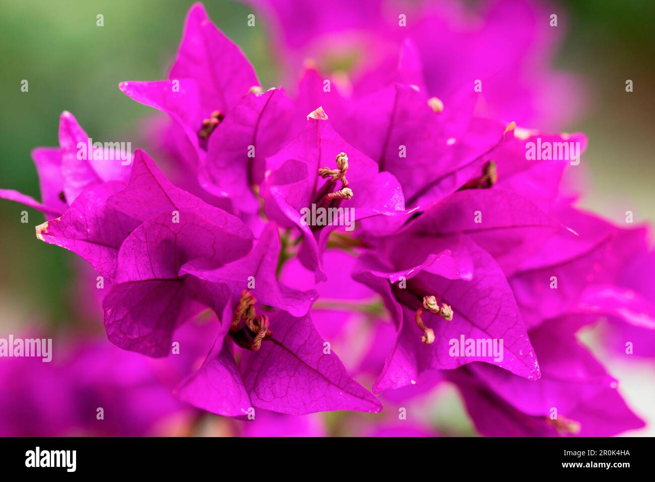 Purple bougainvillea nel giardino di Finca Predio Son Serra Hotel, vicino a Muro, Maiorca, Isole Baleari, Spagna Foto Stock