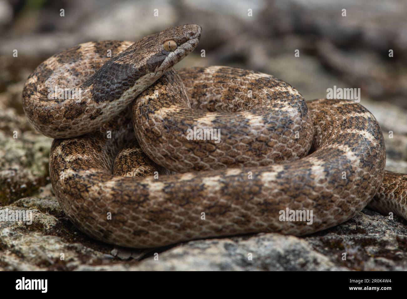 Il serpente notturno della California (Hypsiglena ochrorhynchus nuchalata) un piccolo colubrido posteriore ventilato trovato attraverso le parti della CA e dell'ovest. Foto Stock