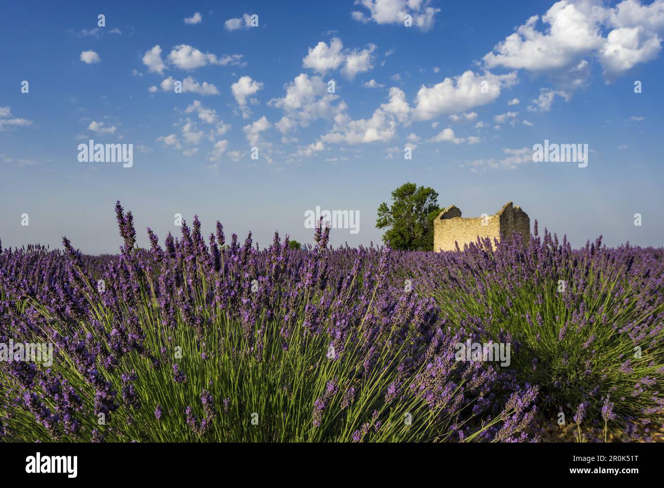La lavanda, campo, Lavandula angustifolia, Plateau de valensole, Francia, Provence-Alpes-Côte d'Azur, in Francia Foto Stock