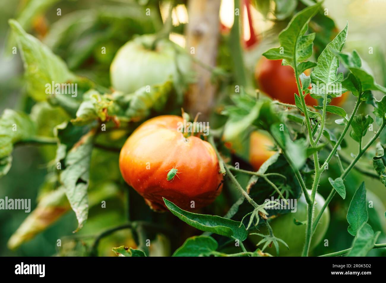 Insetto di peste di insetto di stink verde sulla pianta matura della frutta del pomodoro homegrown in giardino organico, fuoco selettivo Foto Stock