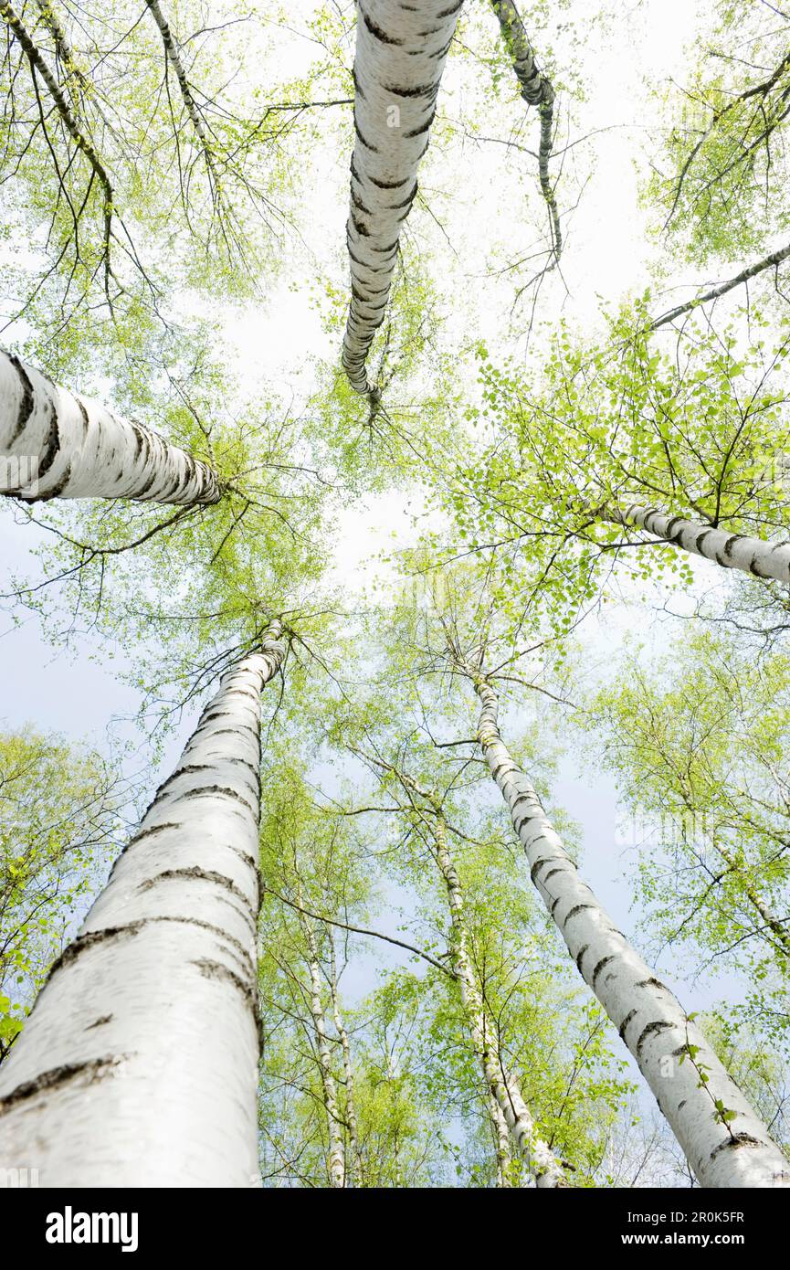 Bosco di betulla in primavera, dal basso, Renania settentrionale-Vestfalia, Germania Foto Stock