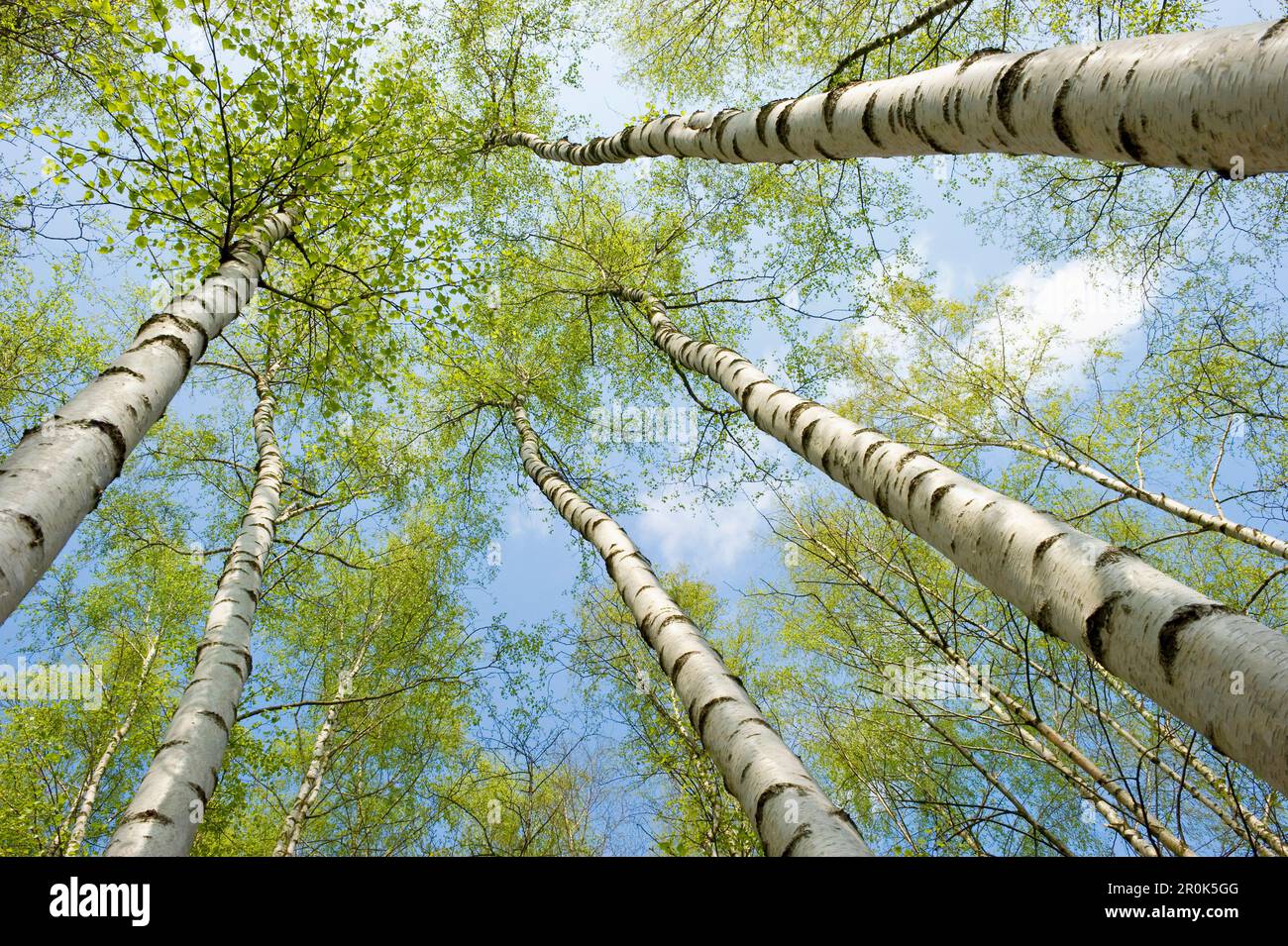 Bosco di betulle, in primavera, dal di sotto, Renania settentrionale-Vestfalia, Germania Foto Stock