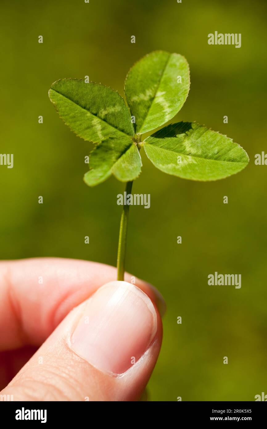 Ricerca di un quadrifoglio, Trifolium, porta fortuna, Frankenau, Hesse, Germania, Europa Foto Stock