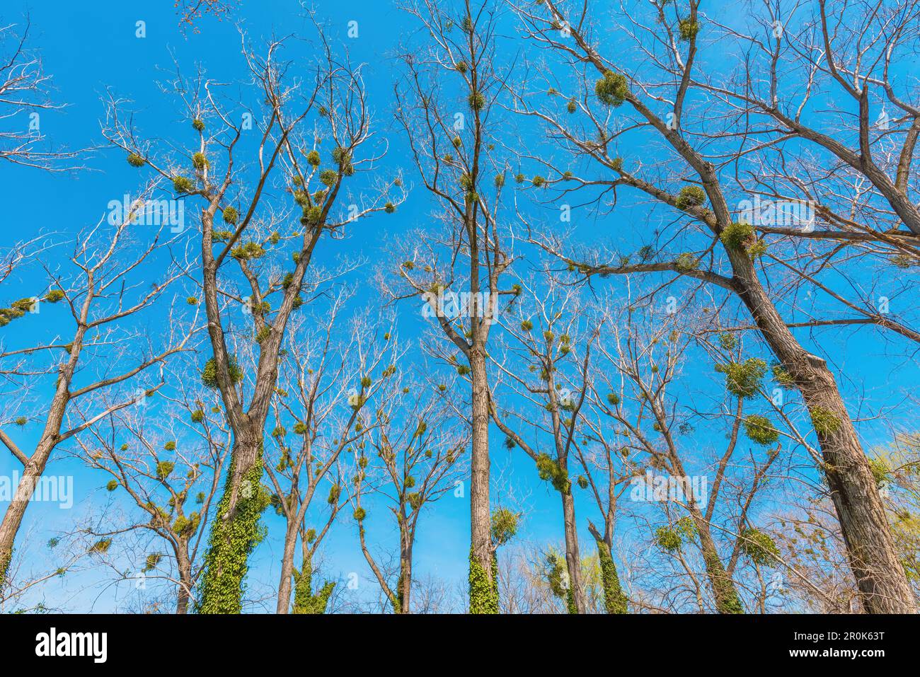 La scopa della strega è una deformità dell'albero, una massa densa di germogli cresce da un singolo punto, con la struttura risultante che assomiglia ad una scopa. Messa a fuoco selettiva. Foto Stock