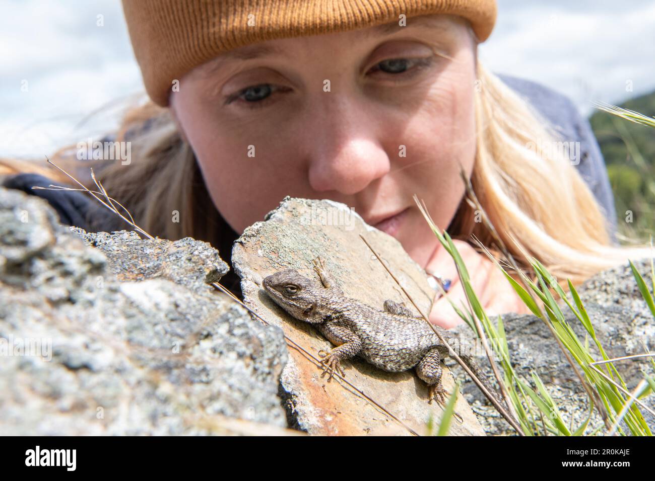 Una erpetologa femminile guarda e osserva una lucertola di recinzione occidentale (Sceloporus occidentalis). Foto Stock