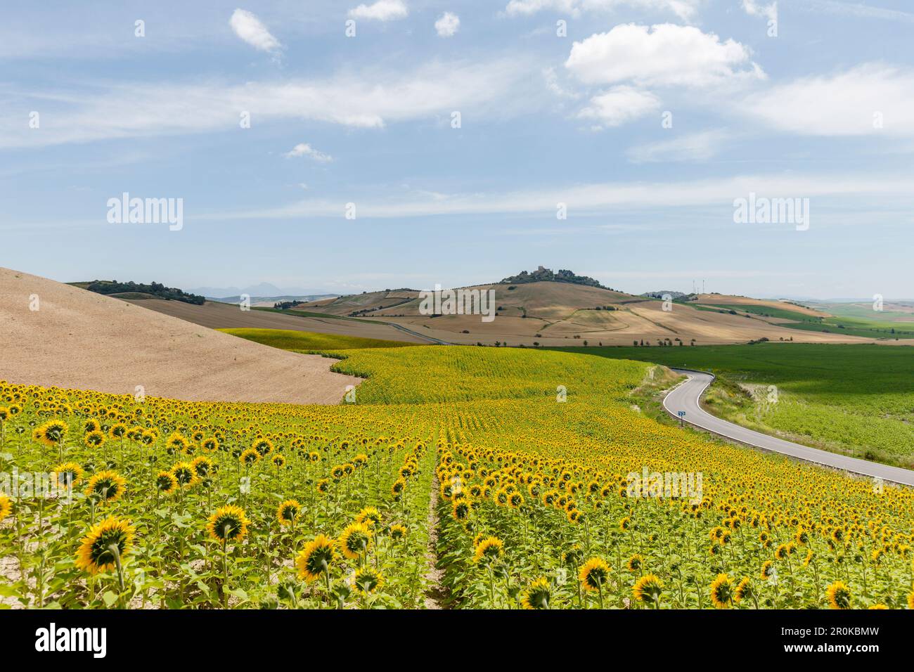 Campo di girasole, Castillo de Fatetar, Castillo de Espera, vicino ad Arcos de la Frontera, provincia di Cadice, Andalusia, Spagna, Europa Foto Stock