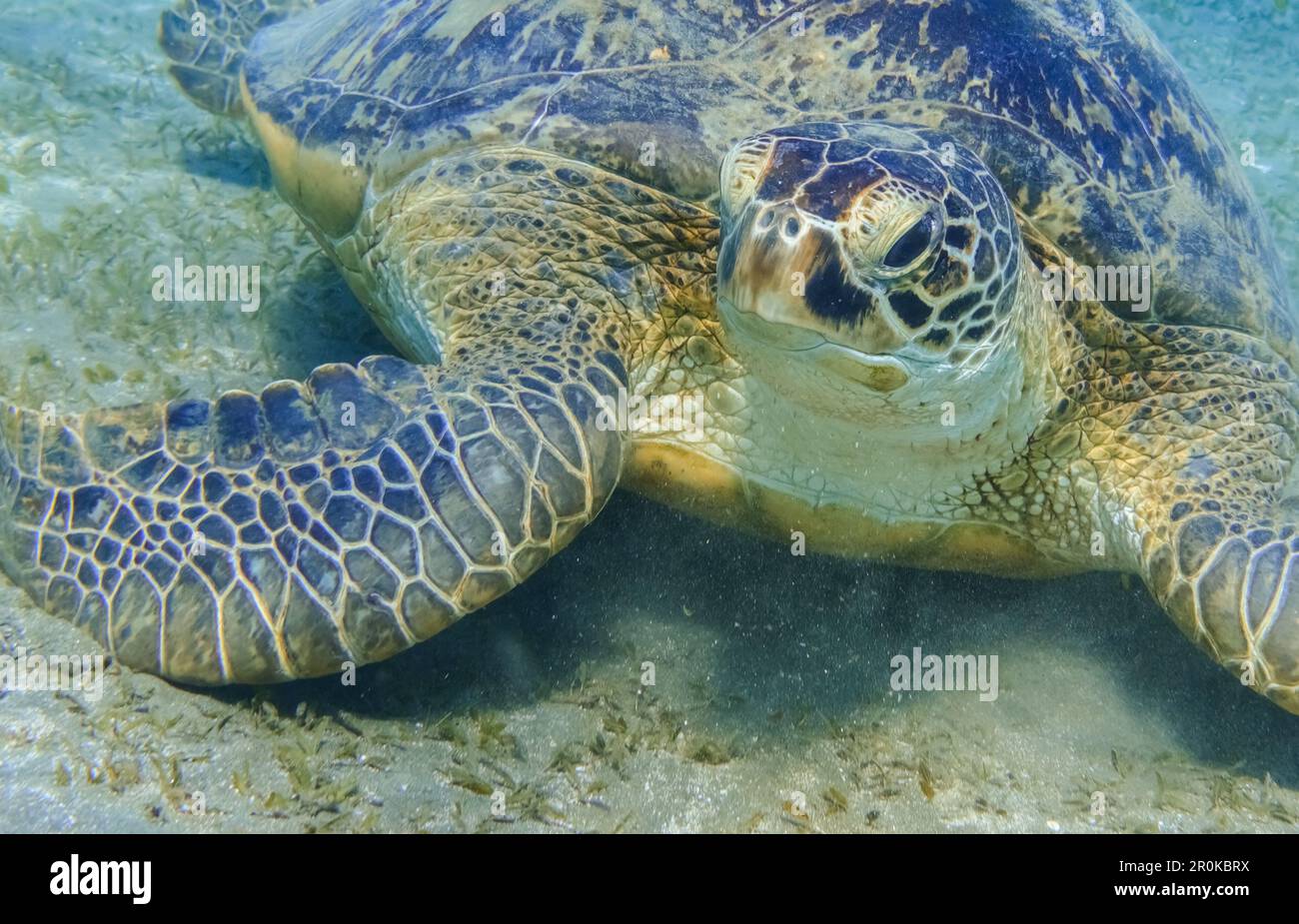 incredibile tartaruga marina verde vicino al fondo marino vista di propait in egitto Foto Stock