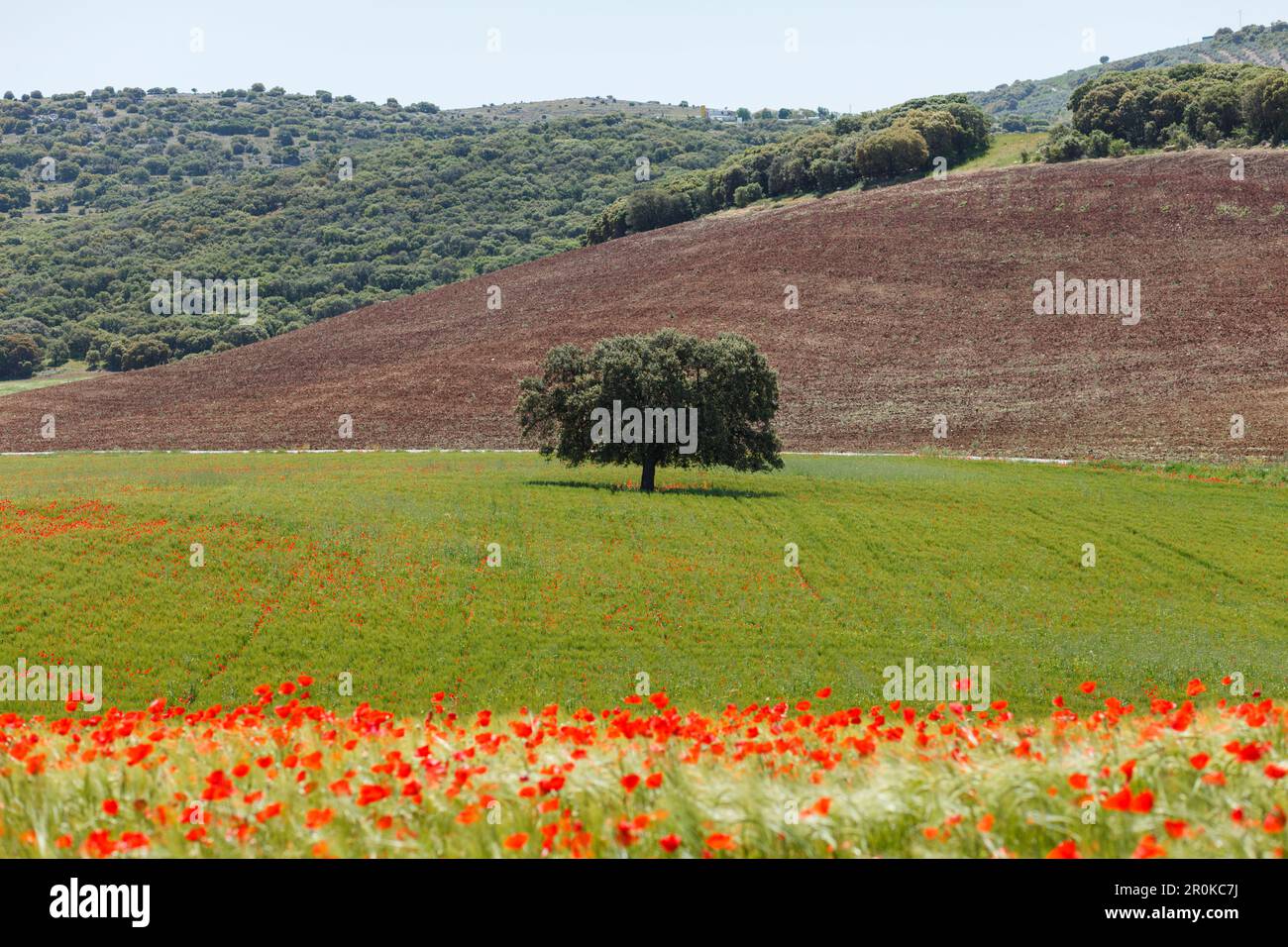 Campi con papaveri fioriti, fiori di papavero, vicino Montefrio, provincia di Granada, Andalusia, Spagna, Europa Foto Stock