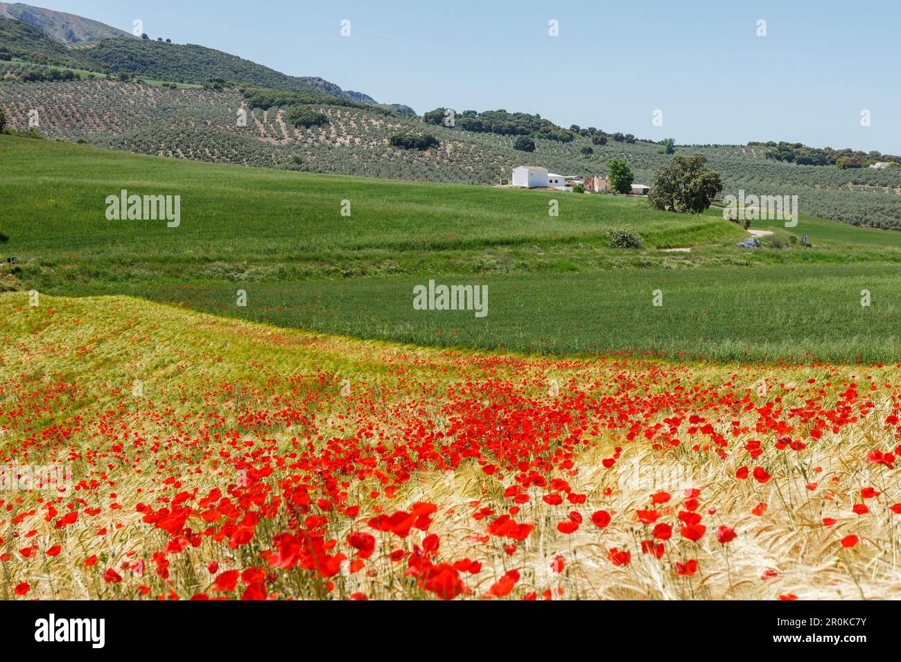 Campi con papaveri fioriti, fiori di papavero, vicino Montefrio, provincia di Granada, Andalusia, Spagna, Europa Foto Stock
