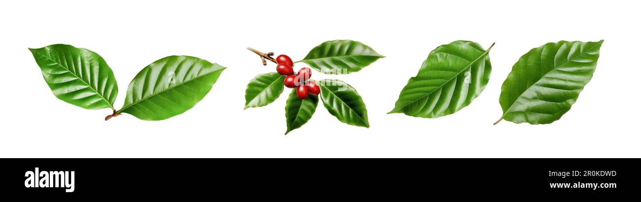 Foglie di caffè isolato sfondo bianco Foto Stock