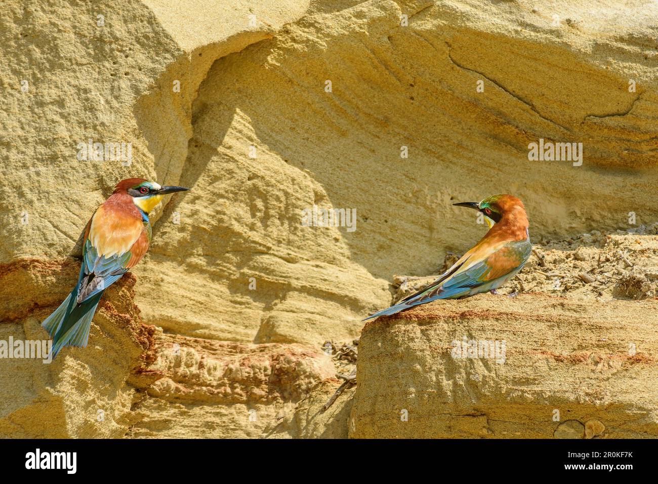 Due mangiatori di api seduti sul dondolo, Merops apiaster, lago Neusiedl, Parco Nazionale lago Neusiedl, patrimonio dell'umanità dell'UNESCO Fertö / Neusiedlersee cultu Foto Stock
