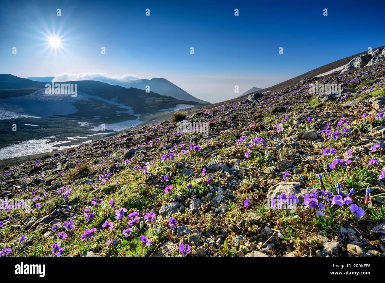 Pantera cornuta, violetta cornuta, in fiore con Majella-gruppo in background, Monte Amaro, Majella, Abruzzi, Italia Foto Stock