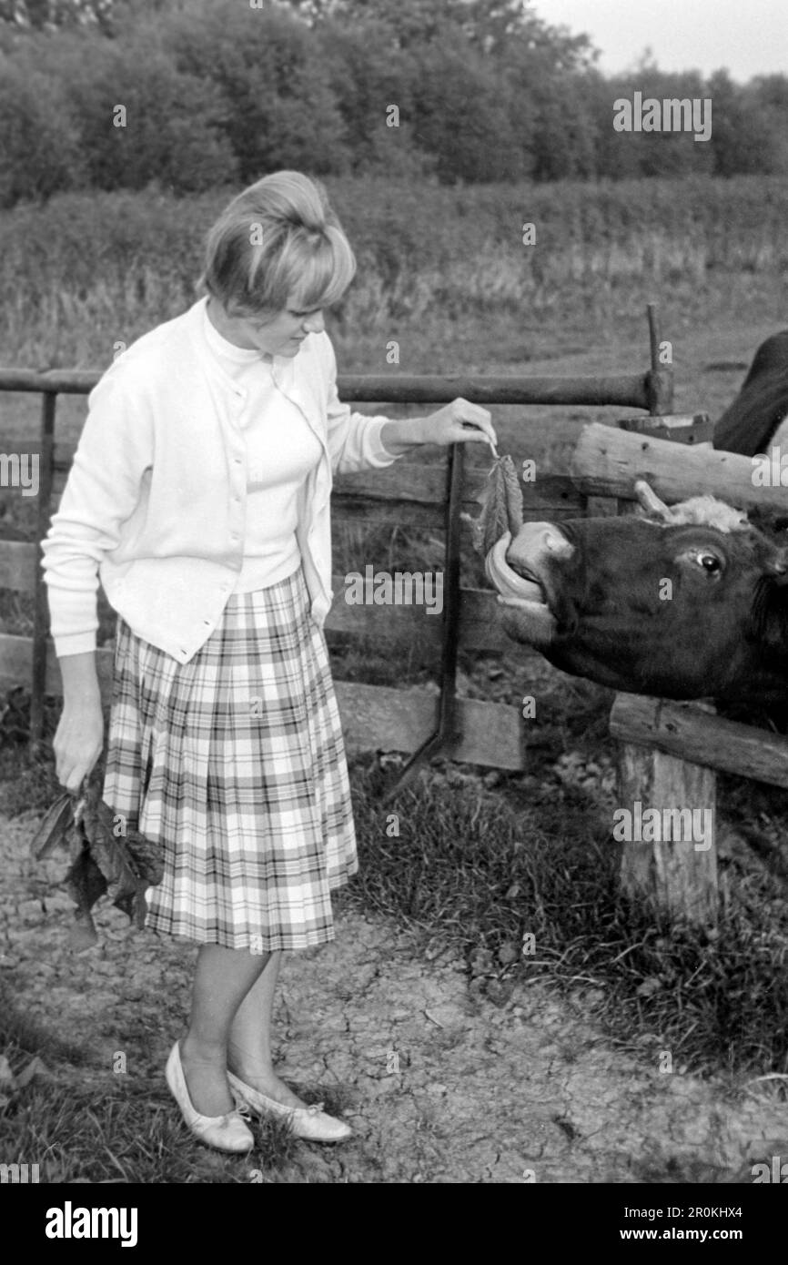 Junge Frau füttert eine Kuh auf Sylt, 1961. Giovane donna che mangia una mucca su Sylt, 1961. Foto Stock