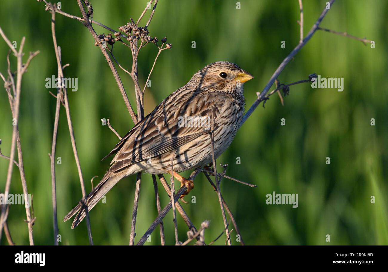 Sieversdorf, Germania. 08th maggio, 2023. Un Bunting di mais (Emberiza calandra) ha scelto un gambo secco di una pianta come luogo di riposo ai margini di un campo. Il Corn Bunting è un songbird e preferisce i paesaggi aperti. Credit: Patrick Pleul/dpa/Alamy Live News Foto Stock