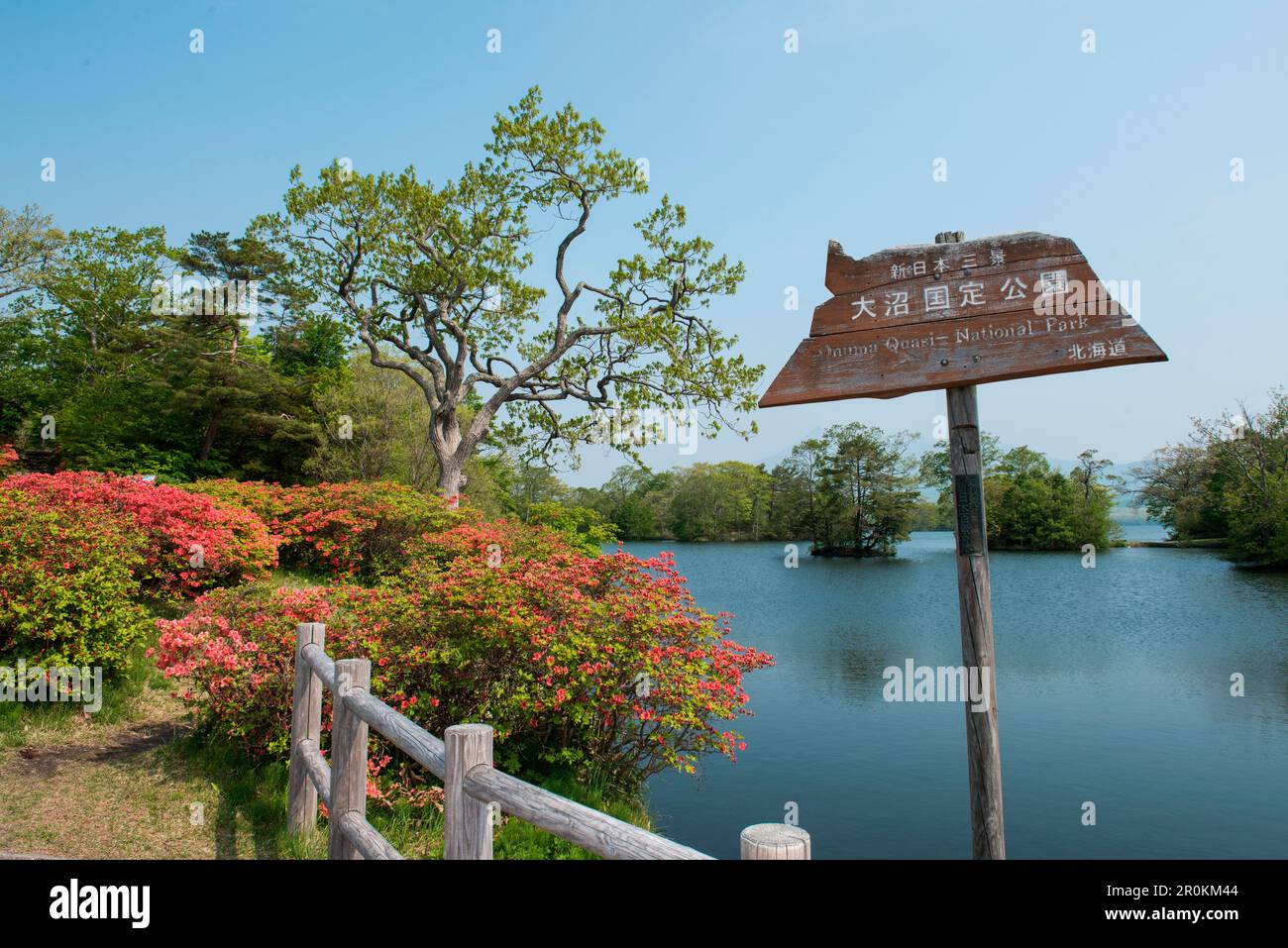Scena idilliaca con alberi, azalee fiorite e acqua nel Parco Nazionale di Onuma-quasi, Parco Nazionale di Onuma-quasi, Hakodate, Hokkaido, Giappone, Asia Foto Stock