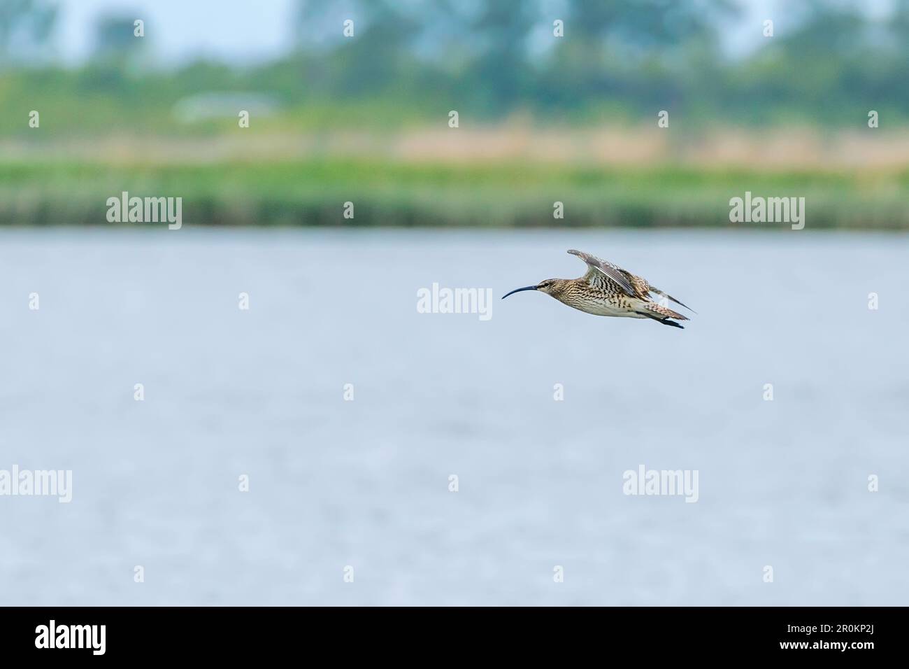 Curlew Eurasiano che vola sopra acqua superficie Wildlife Scene Foto Stock