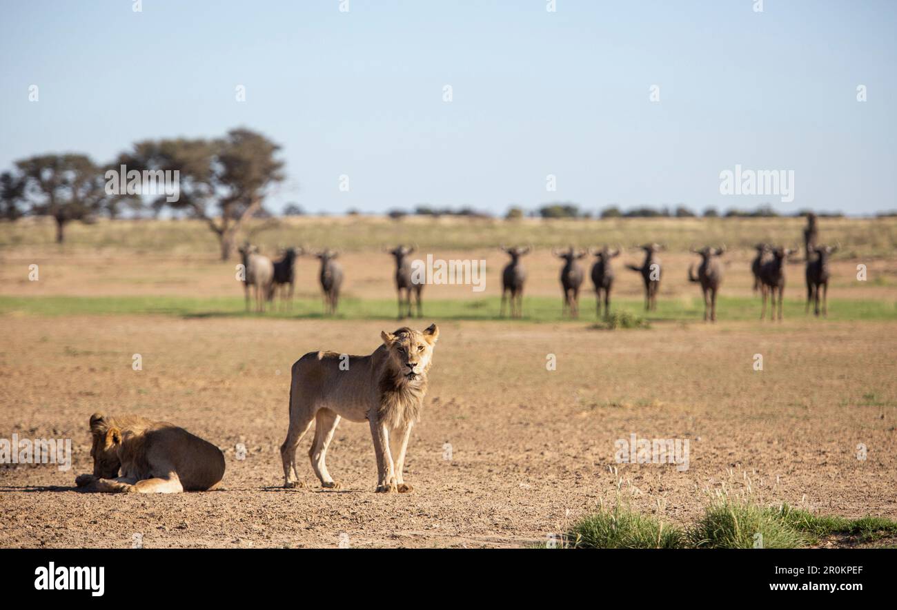 Due giovani leoni maschi scrawny in una zona aperta con un branco curioso di blu wildebeest guardando Foto Stock