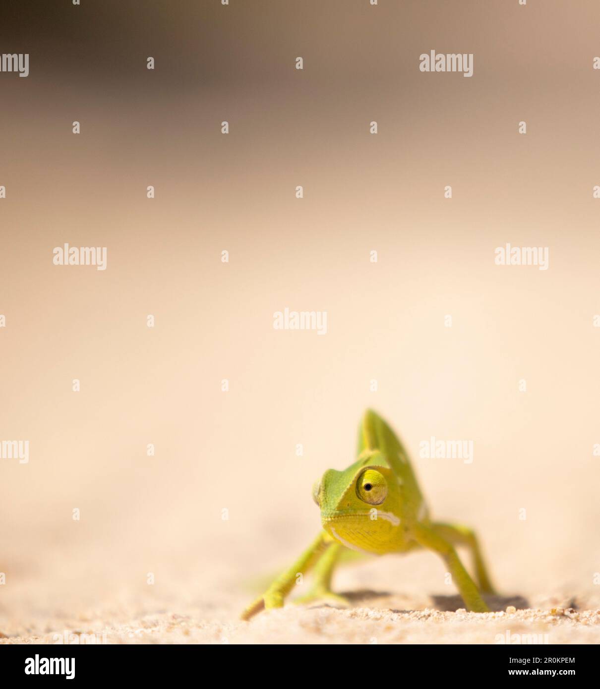 Vista frontale di una camaleonte a collo di patta sul terreno che decide quale via andare Foto Stock