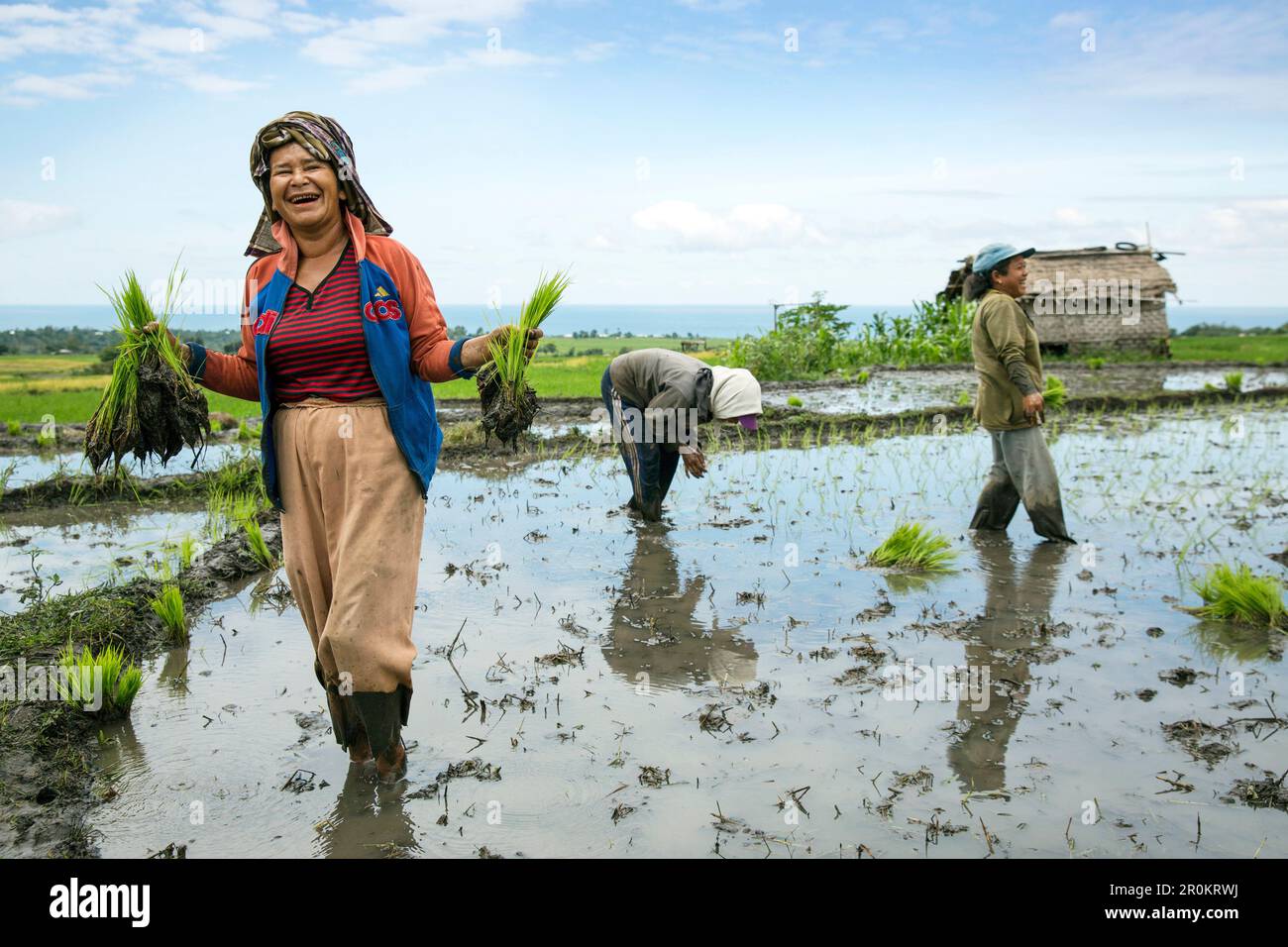 INDONESIA, Flores, donne pianta germogli di riso in un campo di Narang village Foto Stock