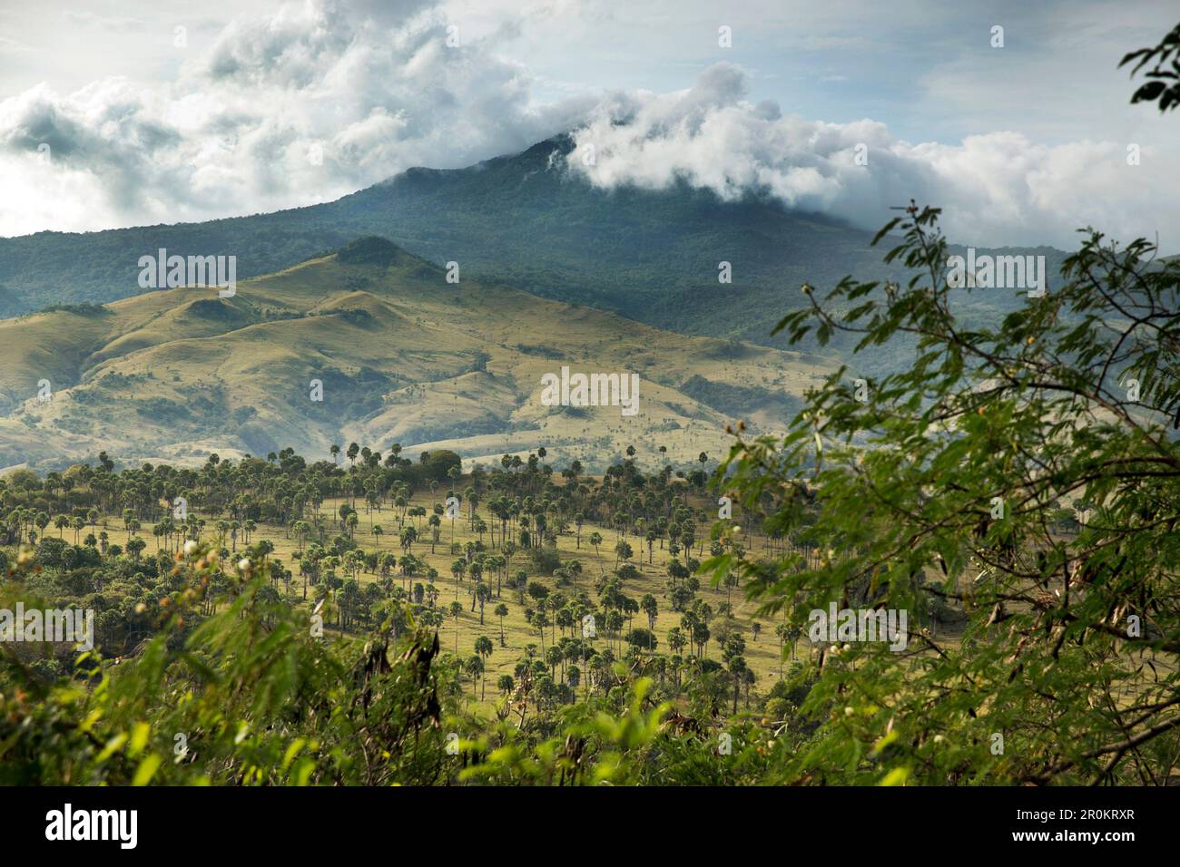 INDONESIA, Flores, vista elevata dalla zona di Rendu guardando le colline ricoperte di palme e montagna Ebulobo in lontananza Foto Stock