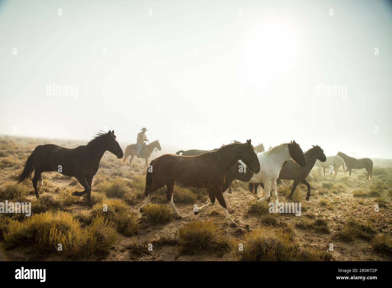 Stati Uniti d'America, Nevada, pozzi, Mustang monumento, un lusso sostenibile eco friendly resort e conservare per cavalli selvaggi, Salvataggio America's Mustangs Foundation Foto Stock