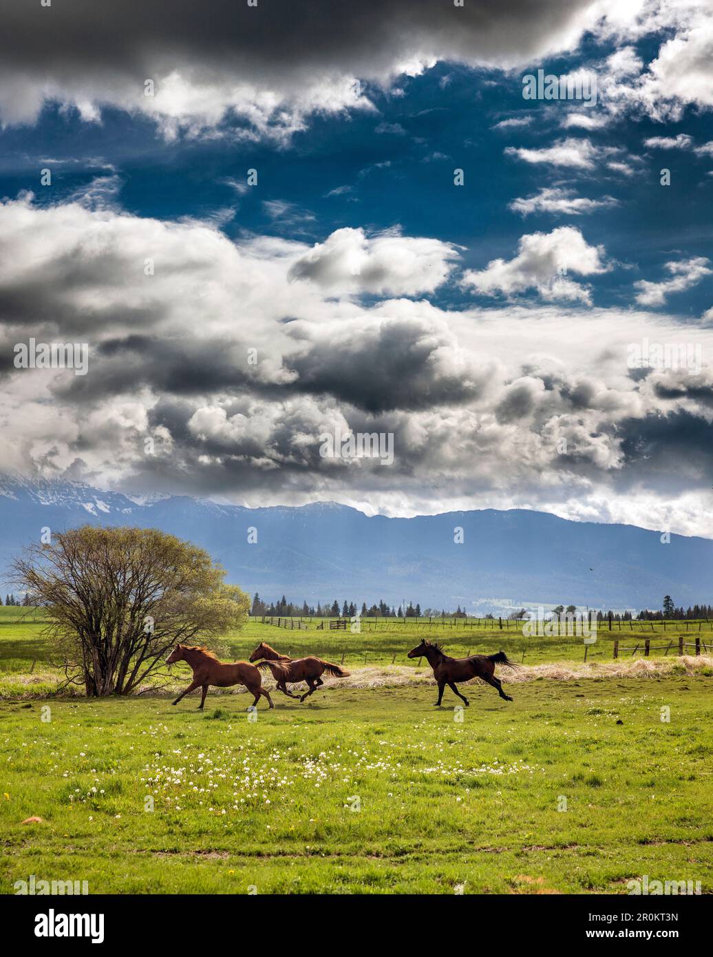 USA, Oregon, Enterprise, i cavalli si asciugano dopo le soste della pioggia, lo Snyer Ranch nell'Oregon nordorientale, guardando verso la Eagle Cap Wilderness e la Wa Foto Stock