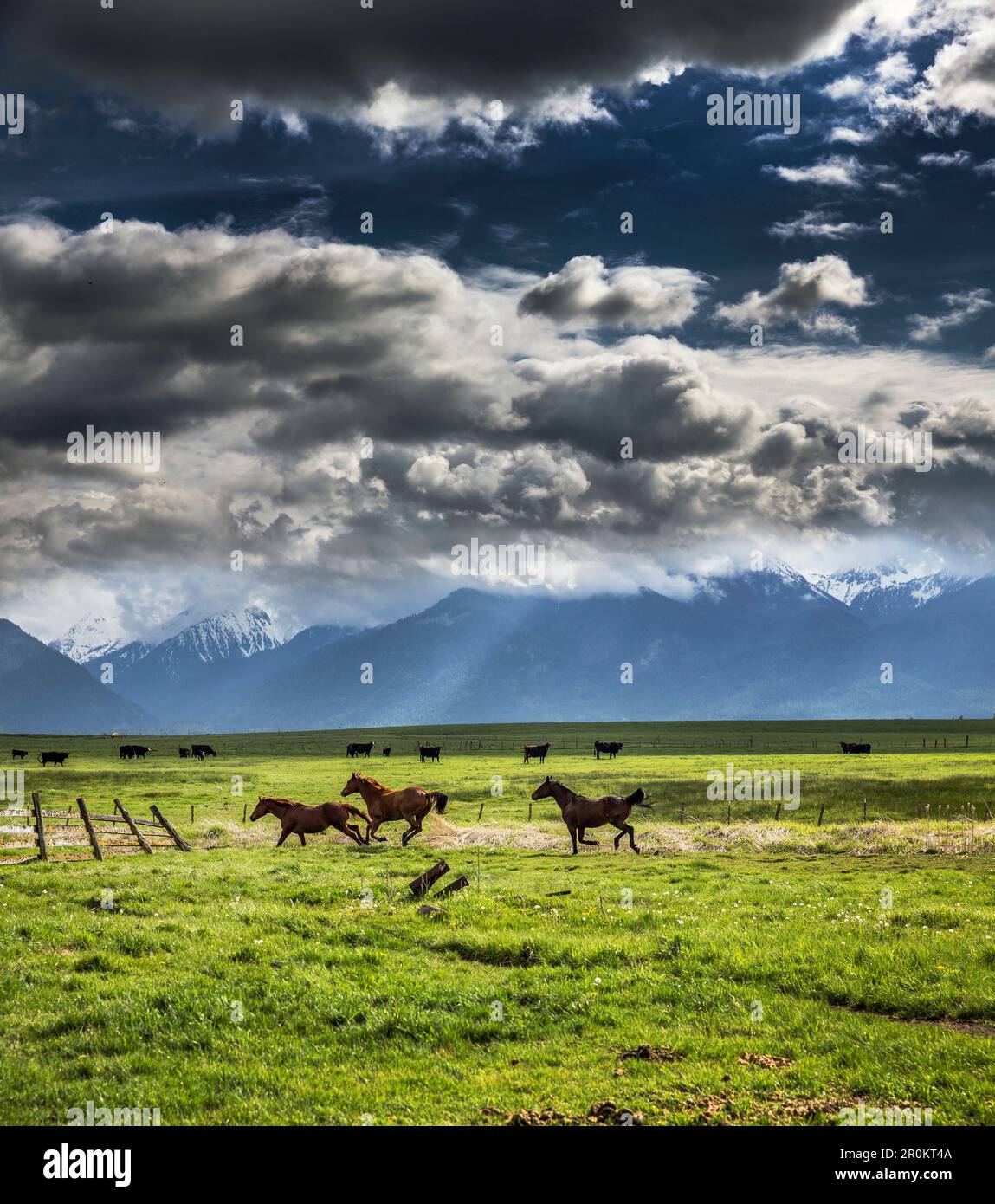 USA, Oregon, Enterprise, i cavalli si asciugano dopo le soste della pioggia, lo Snyer Ranch nell'Oregon nordorientale, guardando verso la Eagle Cap Wilderness e la Wa Foto Stock
