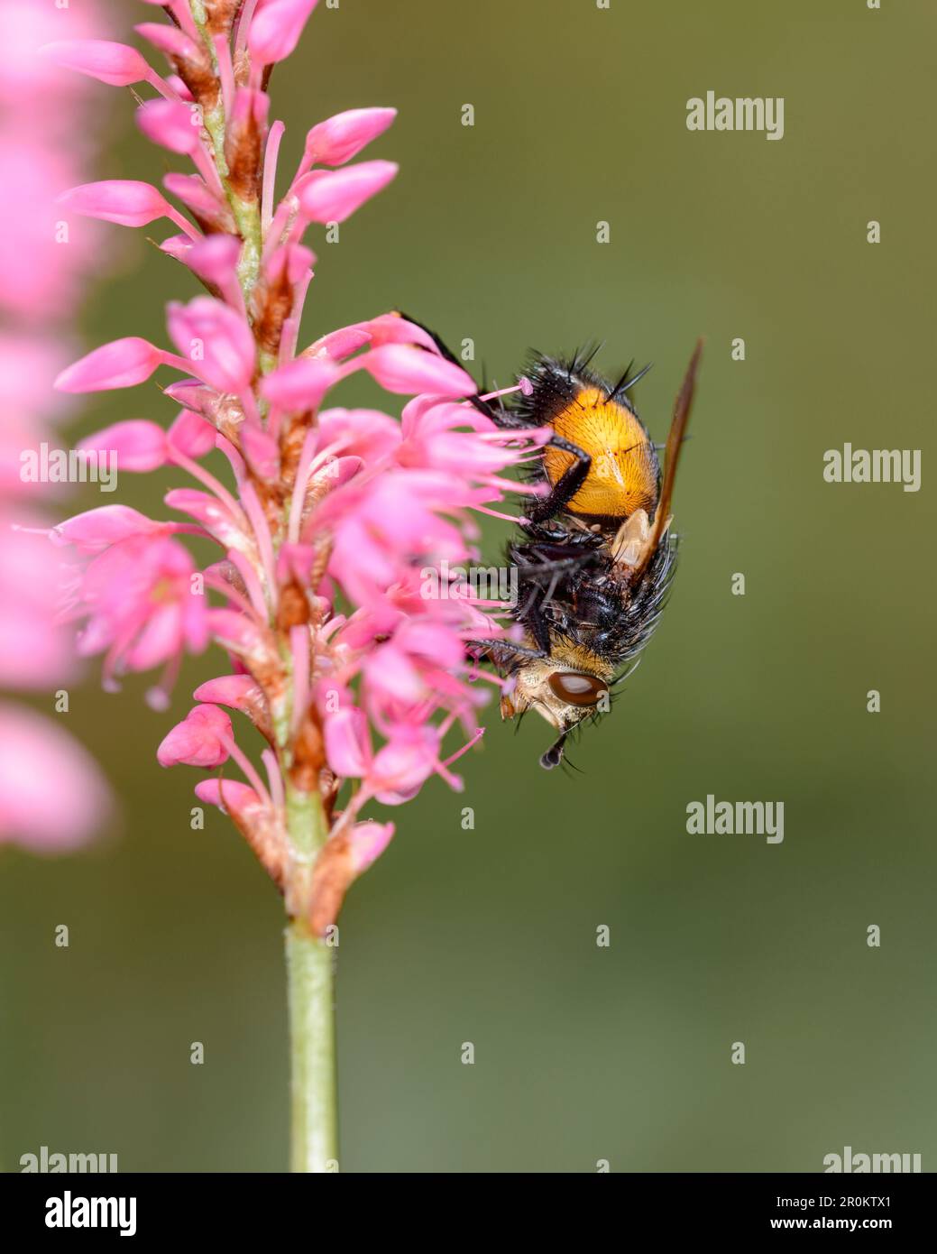 Nowickia ferox su una fioritura della principessa-piuma o - Kiss-me-over-the-Garden-gate - Persicaria orientalis Foto Stock