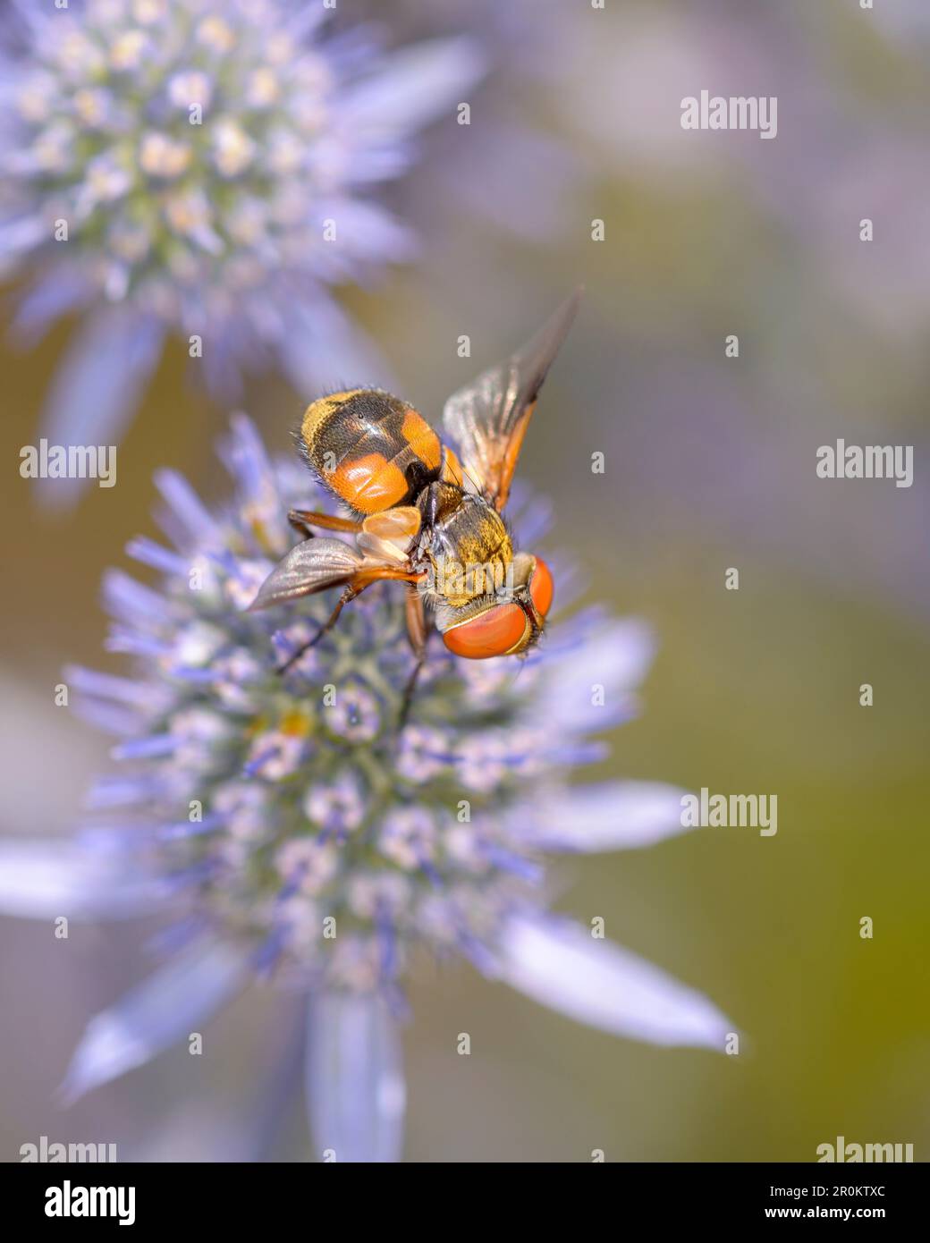 Ectophasia crassipennis riposante su Eryngium palmatum - l'eryngo blu, mare piatto agrifoglio o cardo nobile Foto Stock