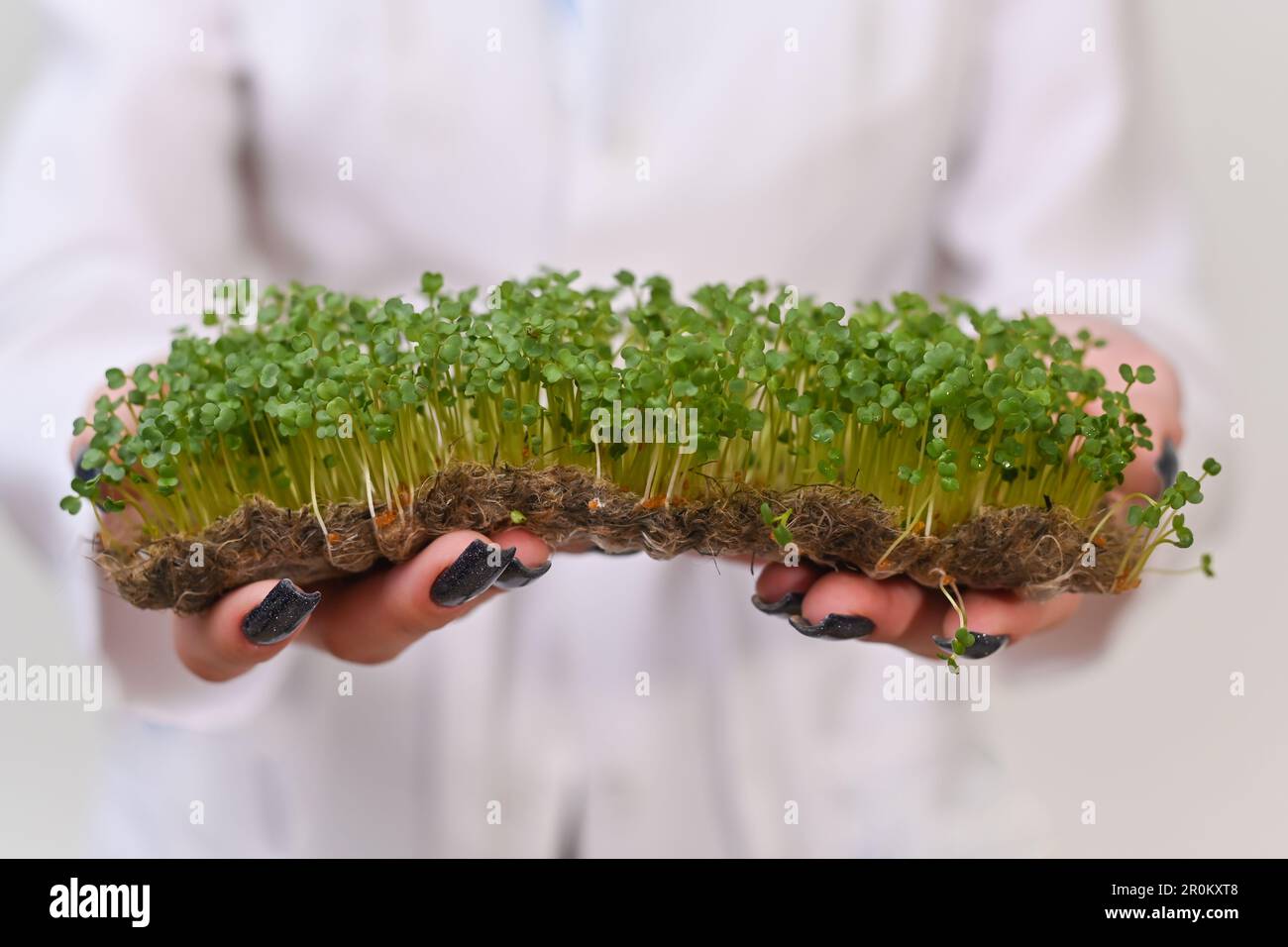erba di senape bianca fresca verde, su tappeti di lino. sul palmo della mano. Foto Stock