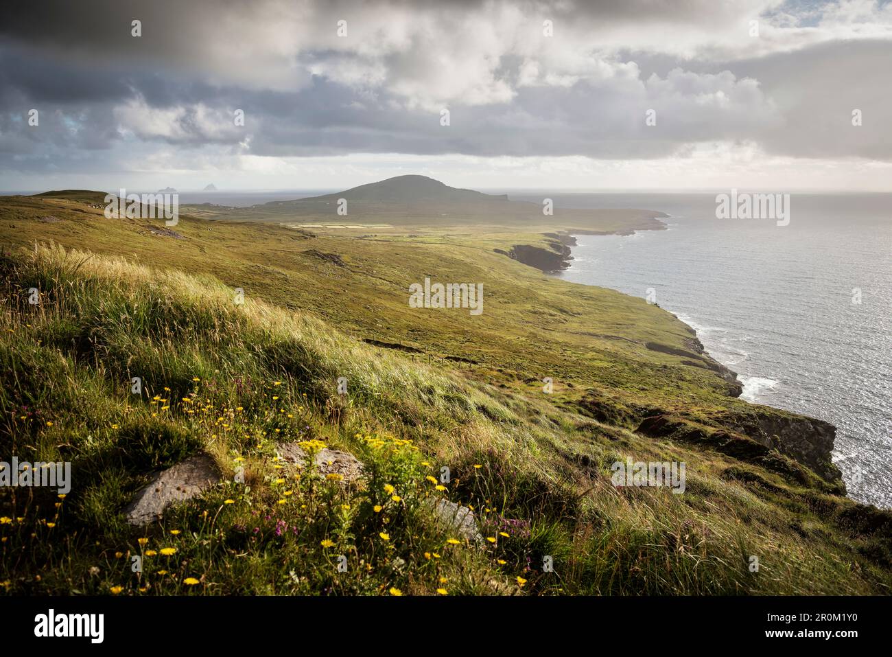 hayfield fiorente a Bray Head, Bruff, Valentia Island, County Kerry, Irlanda, Wild Atlantic Way, Europa Foto Stock