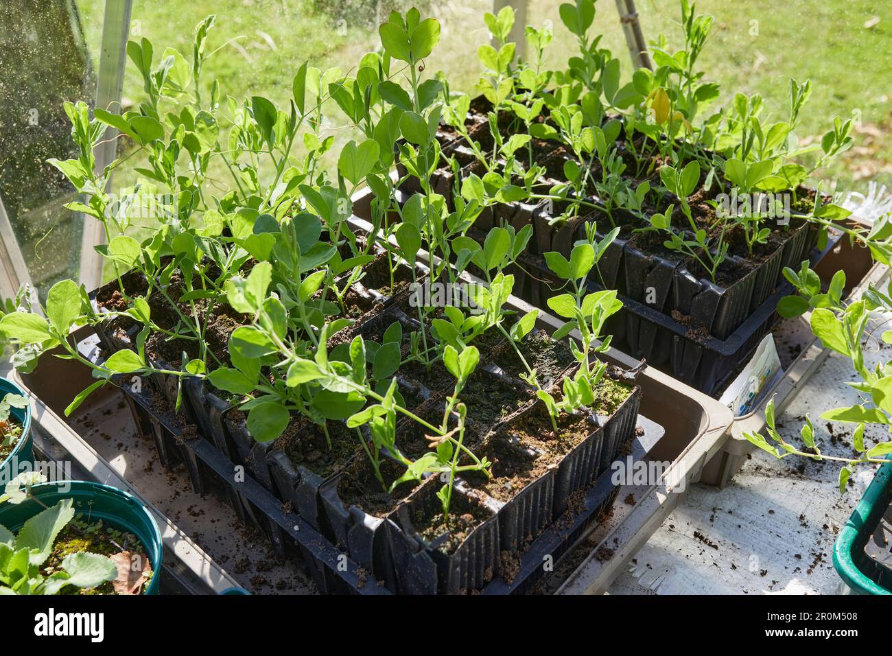 I giovani pianta di piselli dolci nella serra di brughiera non riscaldata sono pronti per piantare fuori. Foto Stock