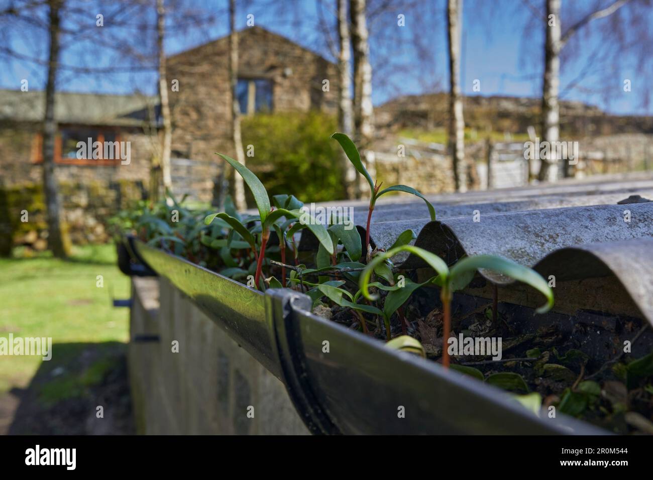 Una profusione di piante di Sycamore che crescono in una grondaia di costruzione agricola. North Yorkshire Foto Stock
