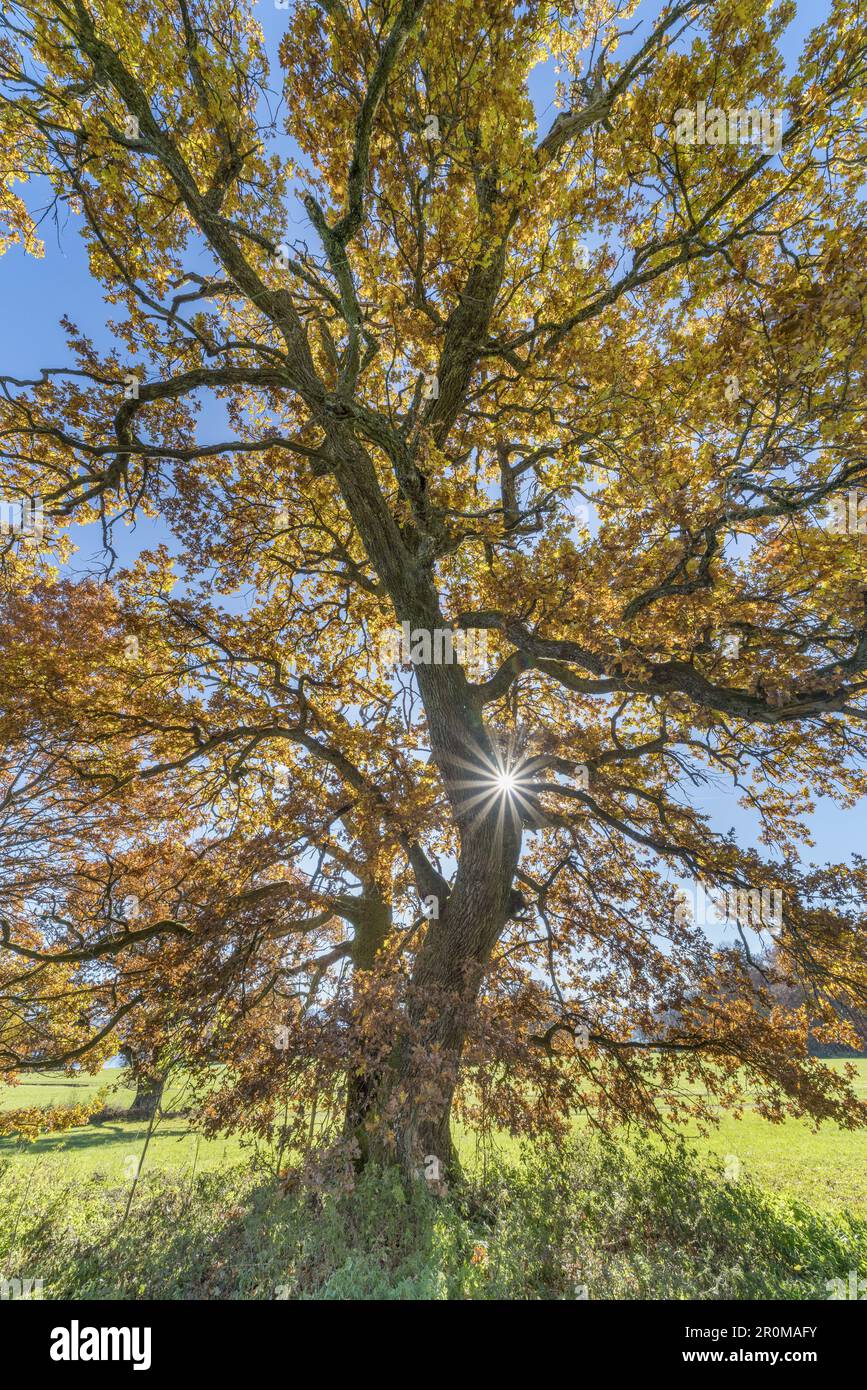 Quercia nel Parco Bernrieder, Bernried, alta Baviera, Baviera, Germania Foto Stock