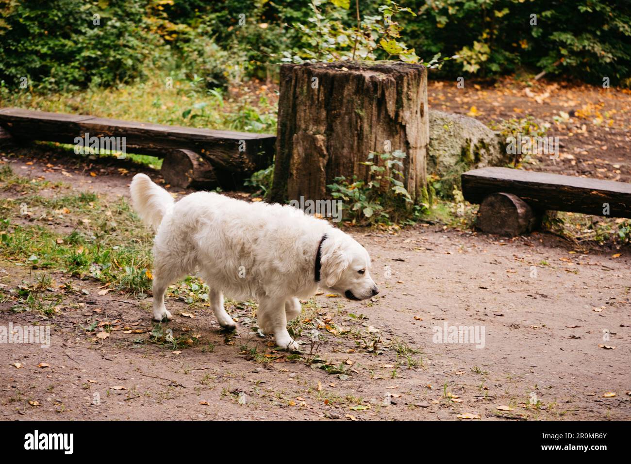 Polacco Tatra Sheepdog per una passeggiata nel parco. Un modello di ruolo nella sua razza. Conosciuto anche come Podhalan o Ovvarek Podhalansky. Foto Stock