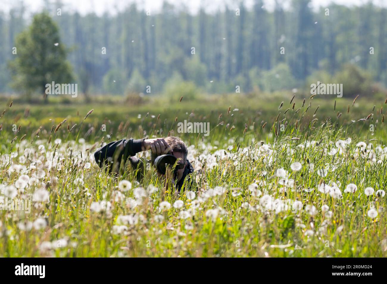Fotografo della natura in azione in un prato pieno di dente di leone, Spreewald, Brandeburgo Foto Stock