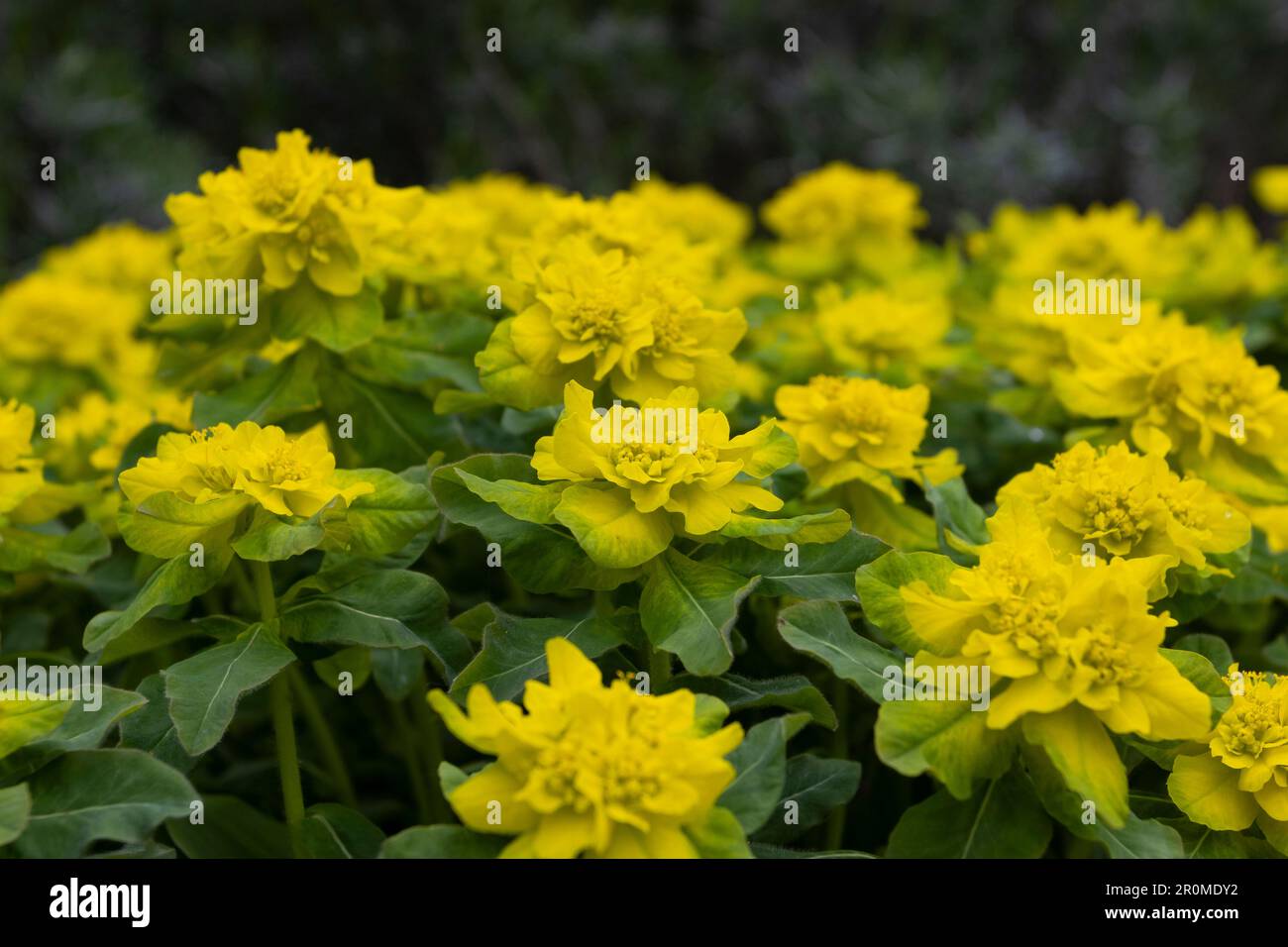 I fiori e le bratte di Euphorbia epithymoides (Euphorbia polychroma), conosciuti anche come spurge del cuscino. Dettaglio primo piano con Foto Stock