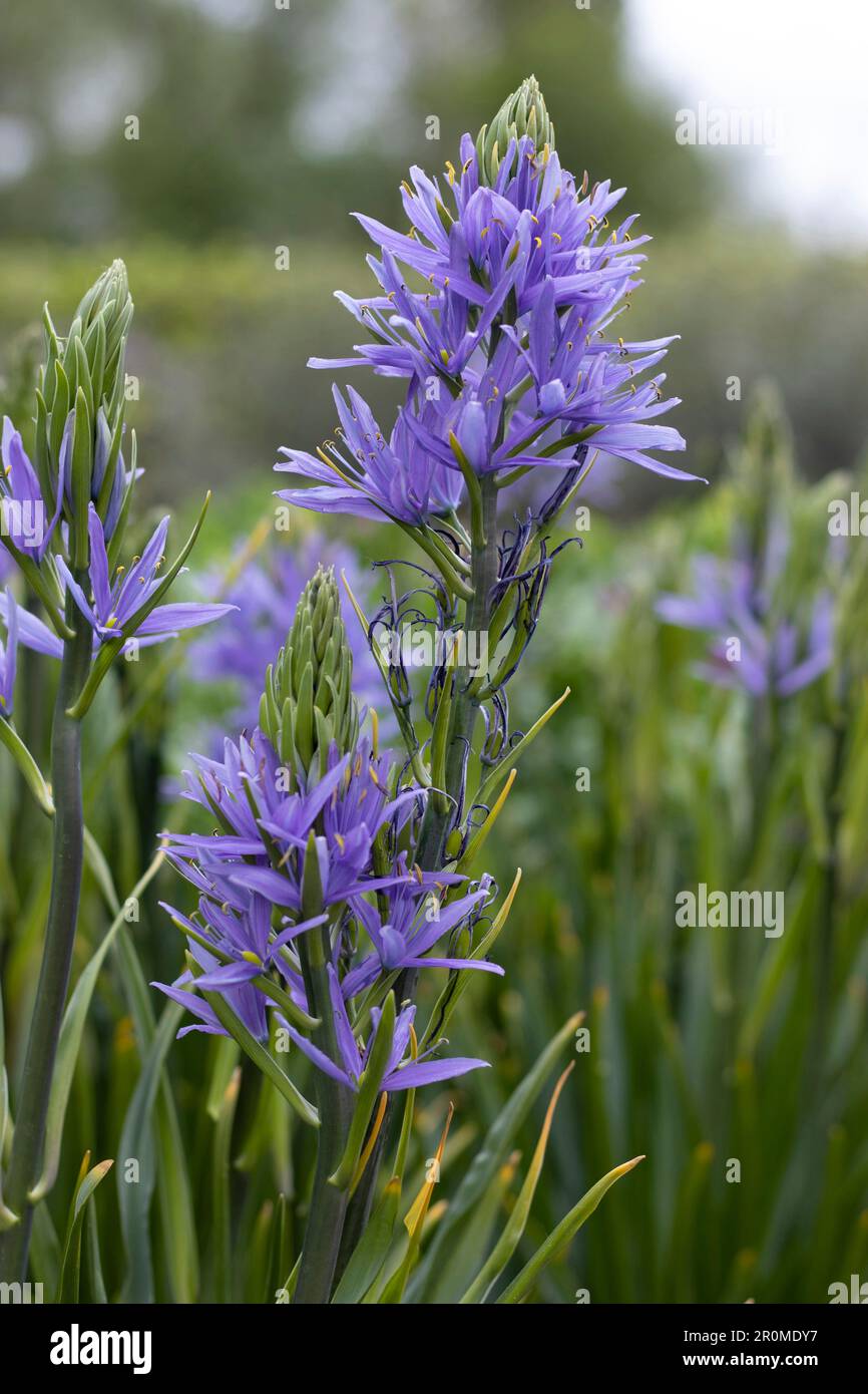 I bellissimi fiori blu di Camassia leichtlinii caerulea, anche conosciuto come i grandi camas o grandi camas. Le lontra catturate in un giardino naturale settin Foto Stock