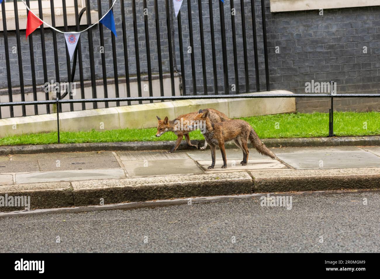 Londra, Regno Unito. 09th maggio, 2023. Due volpi al numero 10 di Downing Street London e l'ufficio del Gabinetto. Credit: Ian Davidson/Alamy Live News Foto Stock