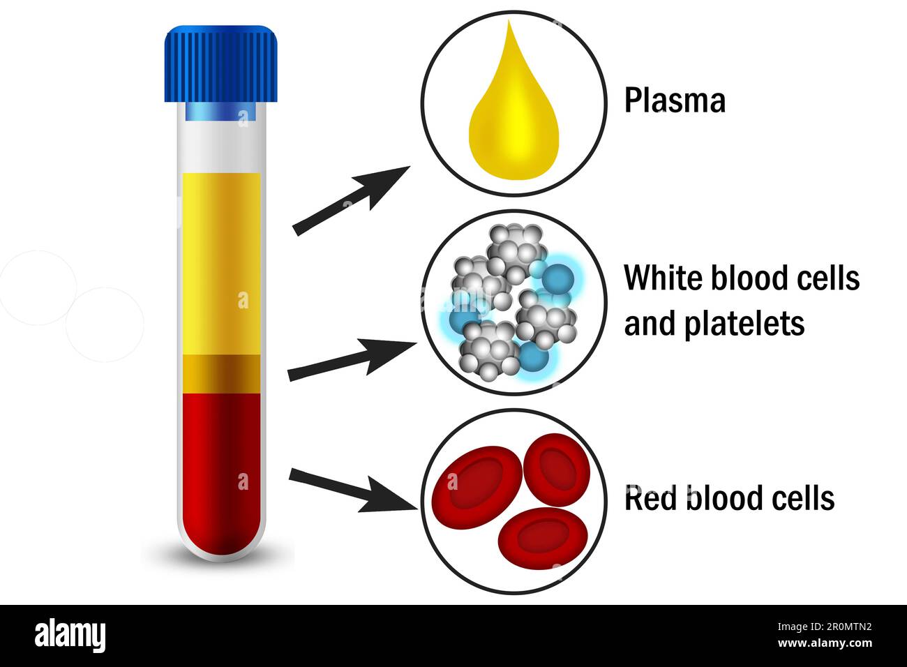 Principali Cellule Del Sangue In Scala Eringocita Trombocita E Leucocita Gm1255972991 367598731 - Foto 9