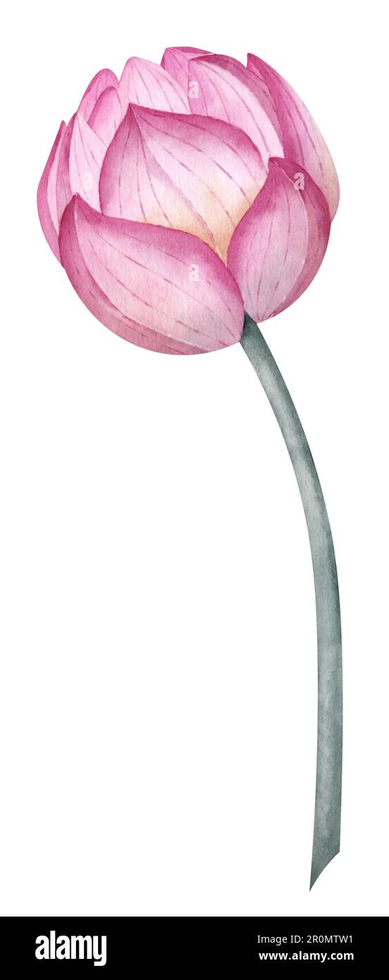 Gemma di fiore di loto. Acquerello disegnato a mano illustrazione di giglio di acqua rosa su sfondo isolato bianco. Disegno di piante di giglio d'acqua in fiore per il design di Spa in stile Zen. Schizzo botanico per le carte. Foto Stock