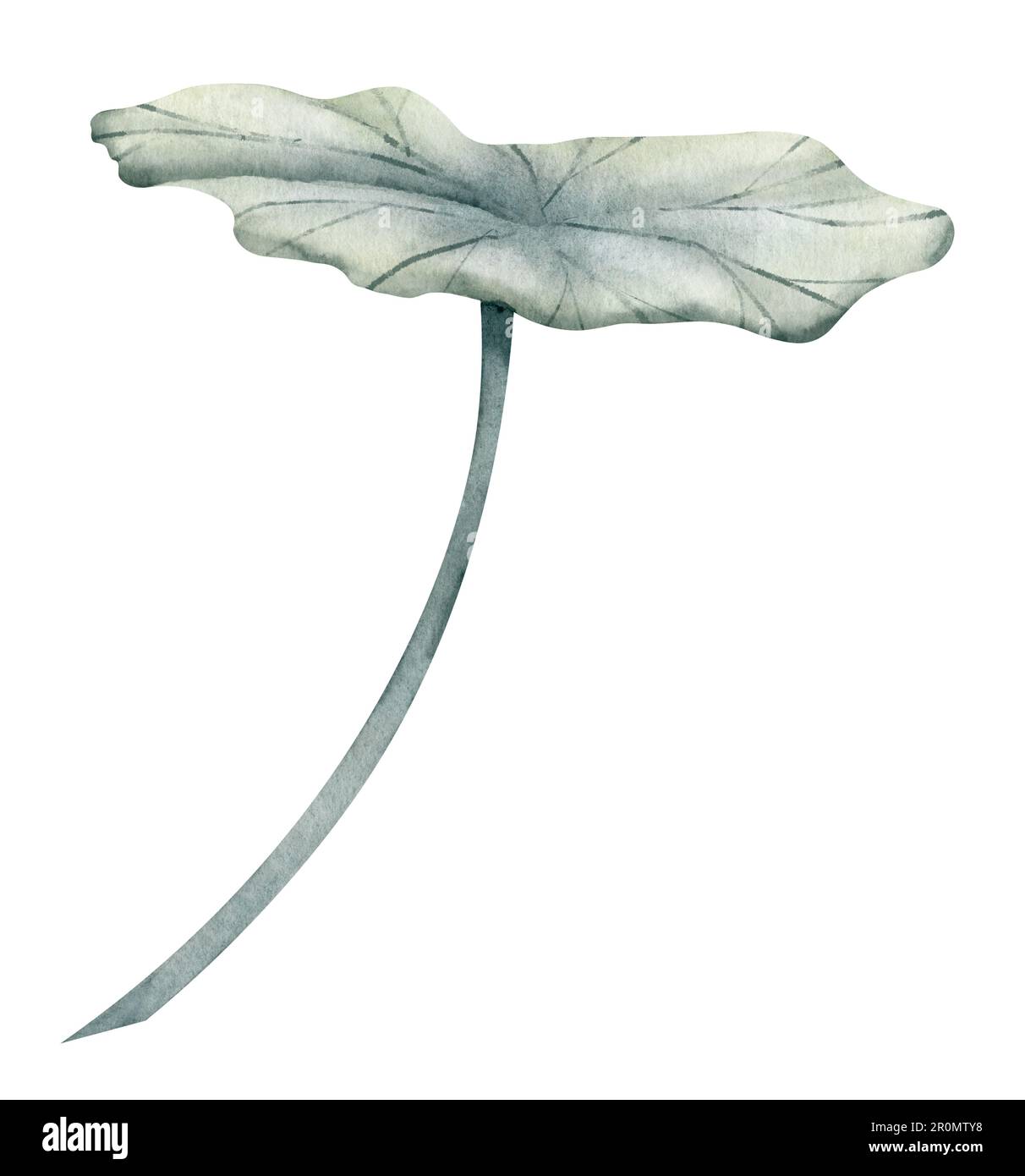 Foglia di loto su sfondo bianco isolato. Illustrazione disegnata a mano di acquerello di pianta verde. Disegno del verde di giglio dell'acqua per l'icona o il marchio. Schizzo di flora esotica per il design spa o Zen. Erbe tropicali Foto Stock