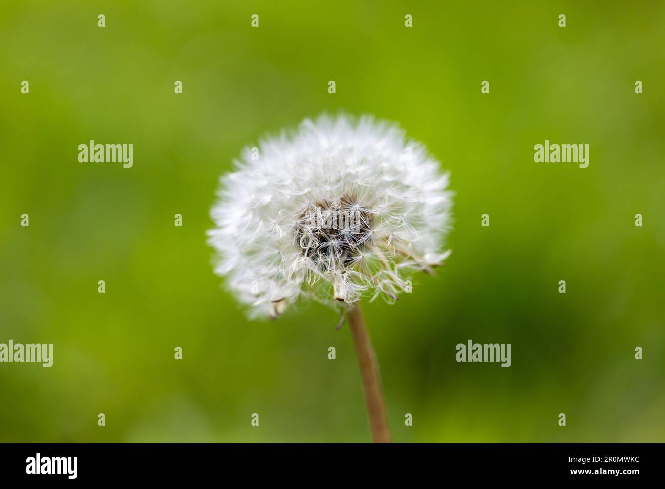 Testa di semi di dente di leone - Taraxacum officinale, primo piano. Dorset, Inghilterra, Regno Unito Foto Stock
