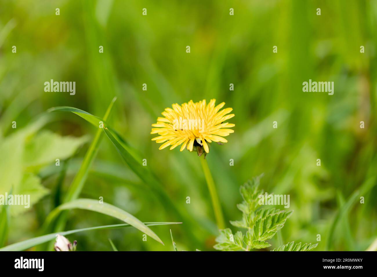 Dente di leone fiore in primavera - Taraxacum officinale. Dorset, Inghilterra, Regno Unito Foto Stock